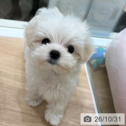マルチーズの写真