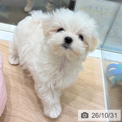 マルチーズの写真