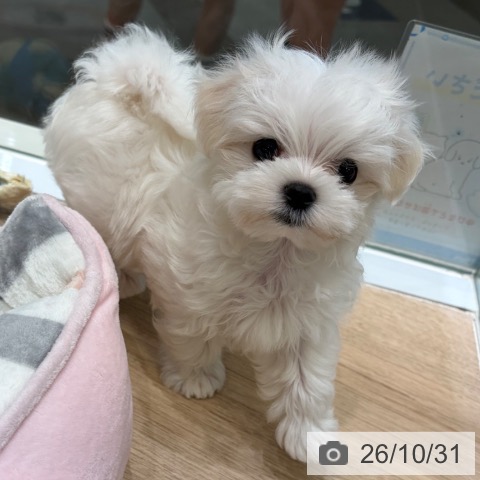 マルチーズの写真