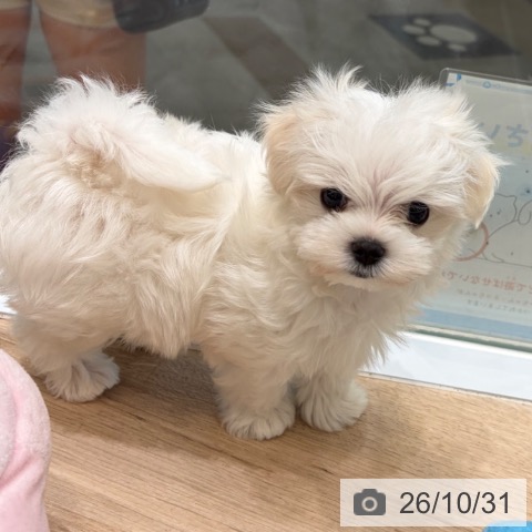 マルチーズの写真