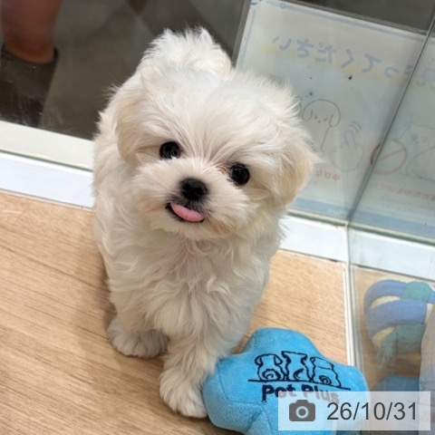 マルチーズの写真