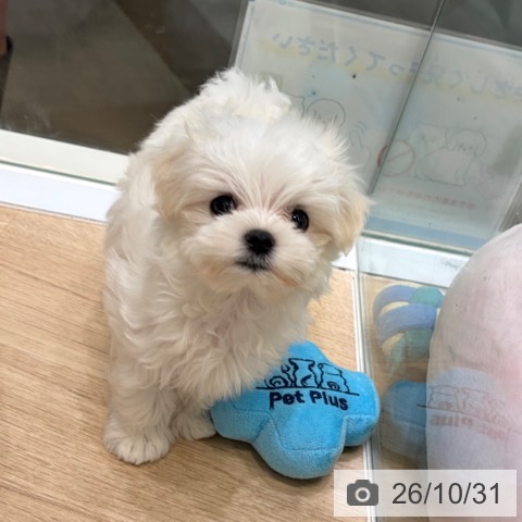 マルチーズの写真