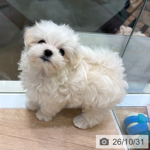 マルチーズの写真