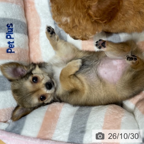 チワワの写真