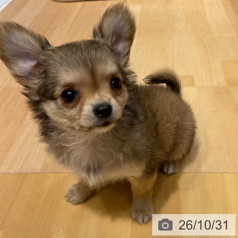 チワワの写真