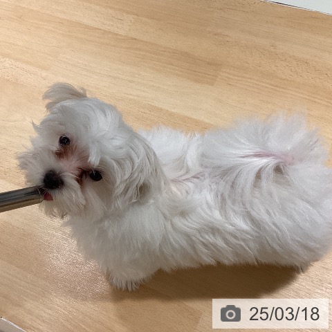 マルチーズの写真