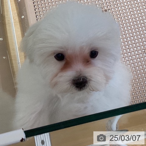 マルチーズの写真