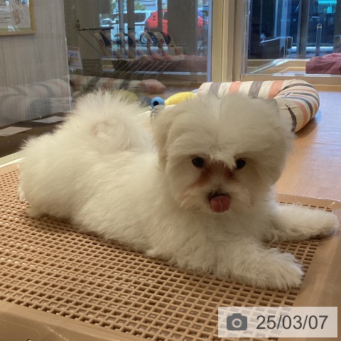 マルチーズの写真