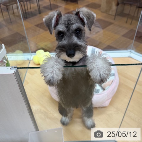 ミニチュア・シュナウザーの写真