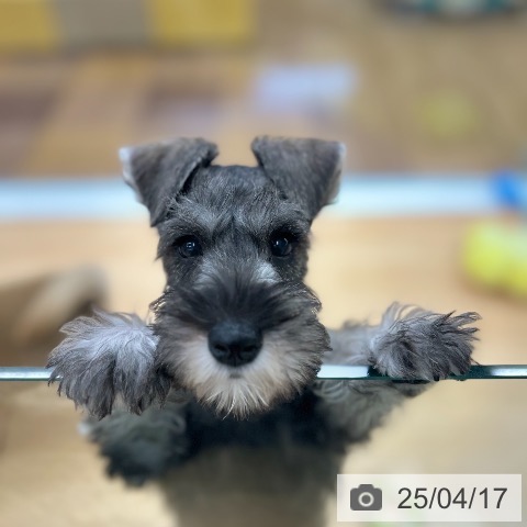 ミニチュア・シュナウザーの写真