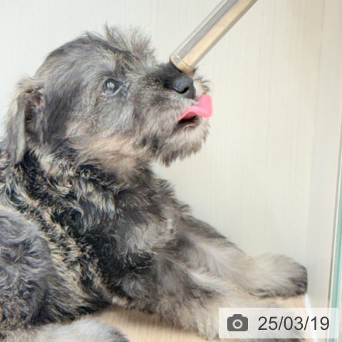 ミニチュア・シュナウザーの写真