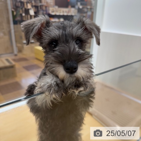 ミニチュア・シュナウザーの写真