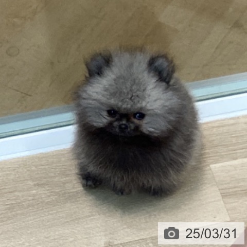 ポメラニアンの写真
