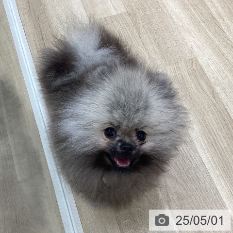 ポメラニアンの写真