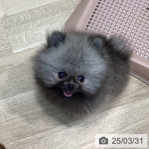 ポメラニアンの写真