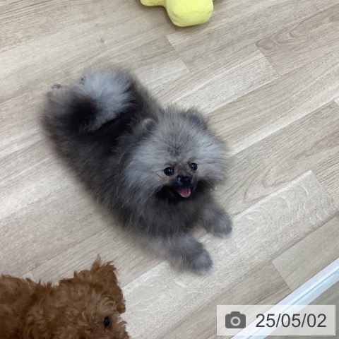 ポメラニアンの写真