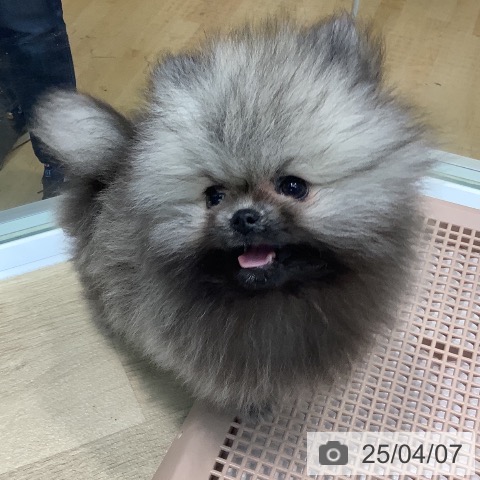 ポメラニアンの写真