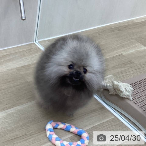 ポメラニアンの写真