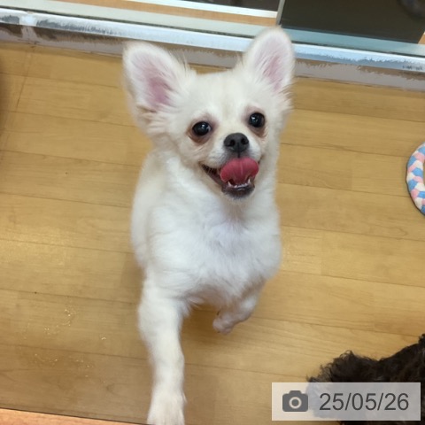 チワワの写真