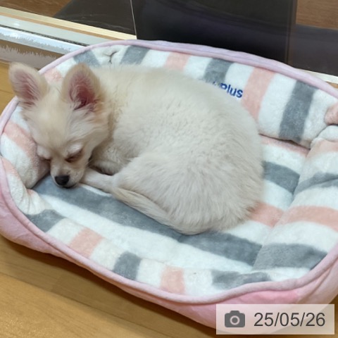 チワワの写真