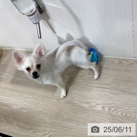 チワワの写真