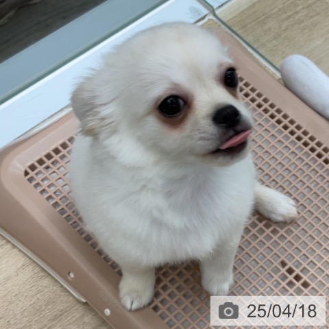 チワワの写真
