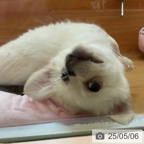 チワワの写真