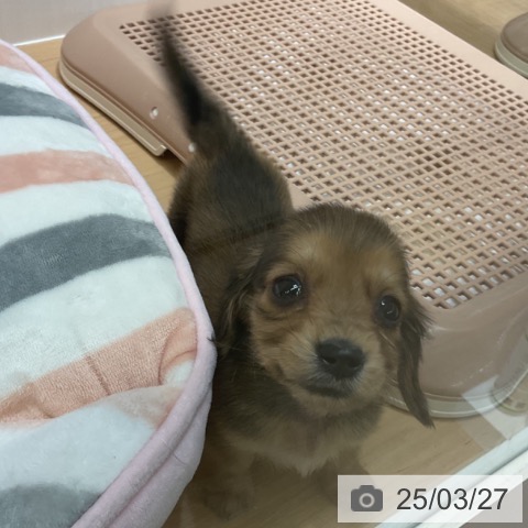カニーンヘン・ダックスフンドの写真