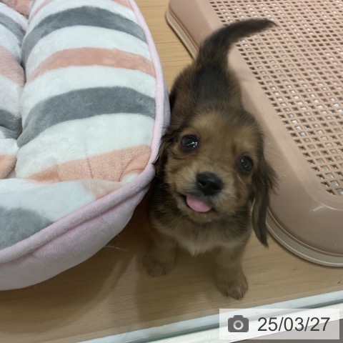 カニーンヘン・ダックスフンドの写真
