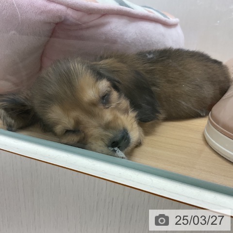 カニーンヘン・ダックスフンドの写真