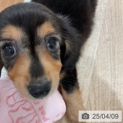 カニーンヘン・ダックスフンドの写真