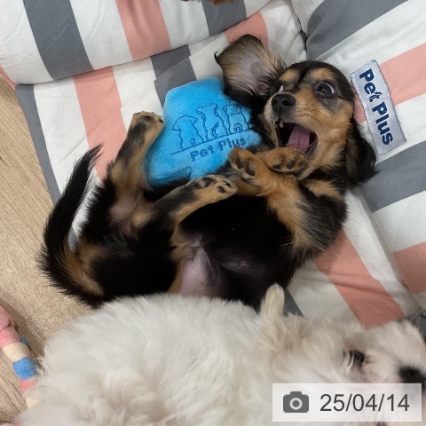 カニーンヘン・ダックスフンドの写真
