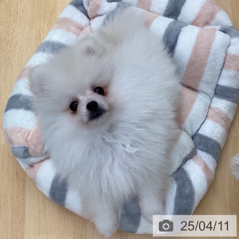 ポメラニアンの写真