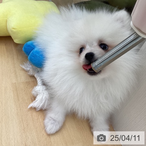 ポメラニアンの写真