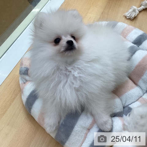 ポメラニアンの写真