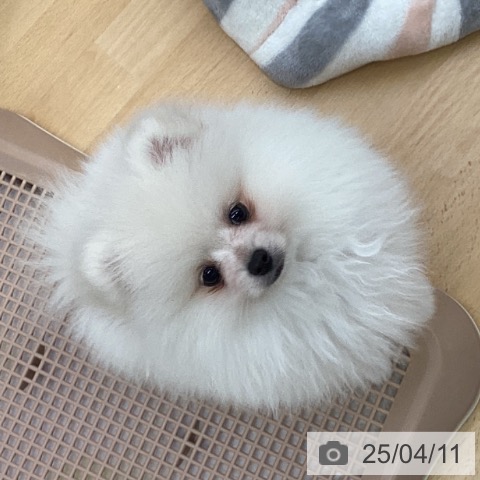 ポメラニアンの写真