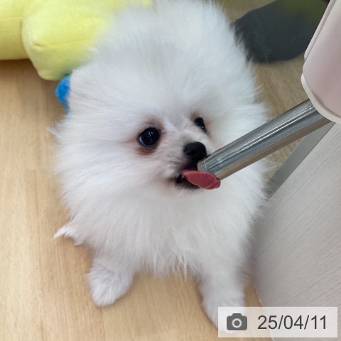 ポメラニアンの写真