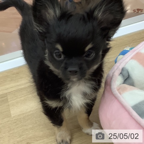 チワワの写真
