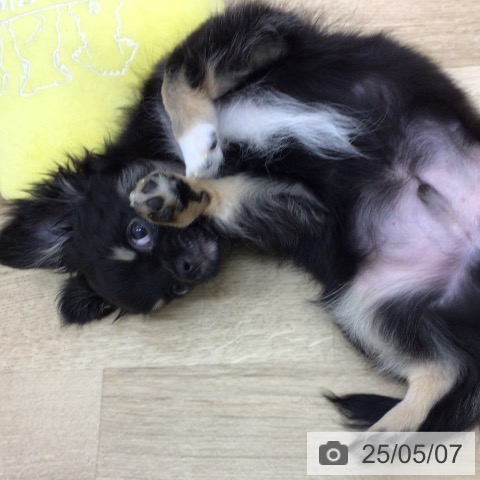 チワワの写真
