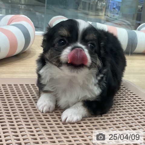 チワワの写真
