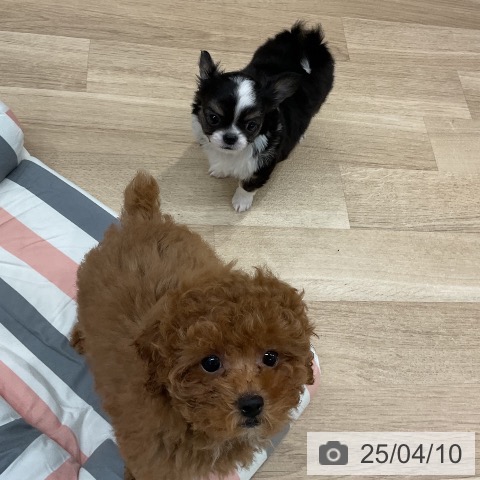 チワワの写真