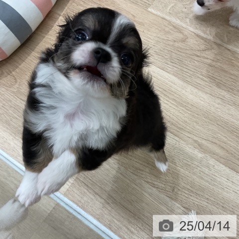 チワワの写真