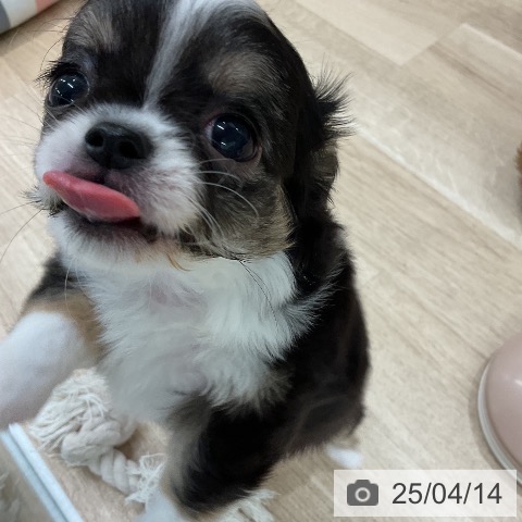 チワワの写真