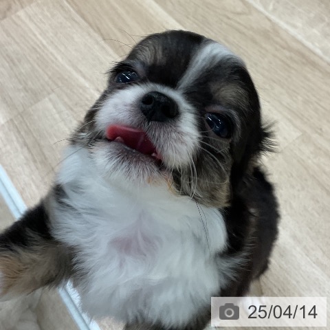 チワワの写真