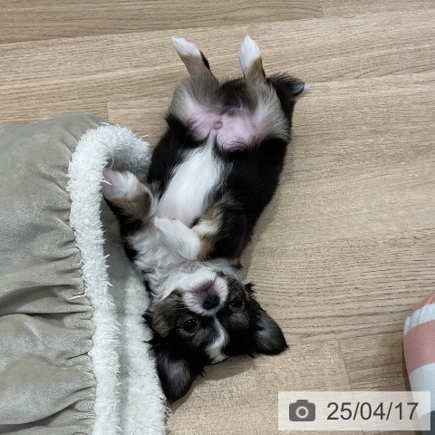 チワワの写真