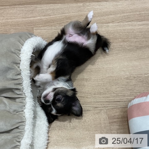 チワワの写真