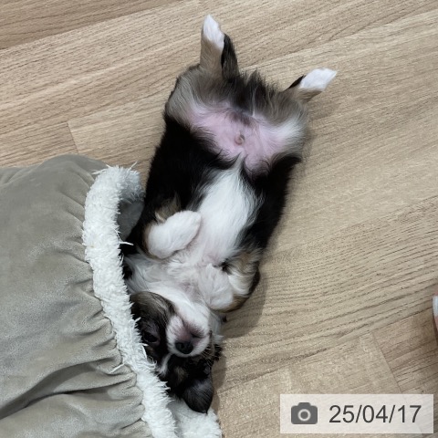 チワワの写真