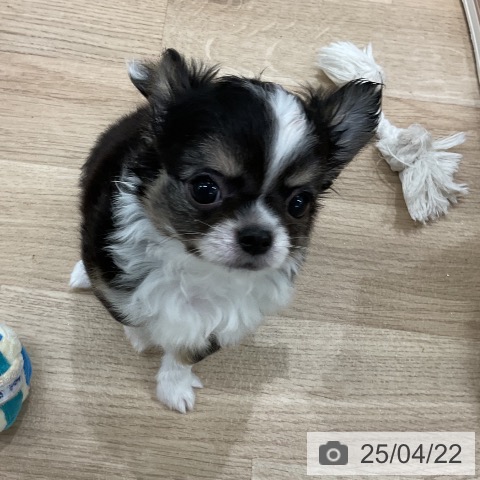 チワワの写真