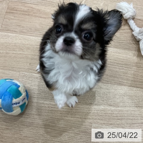 チワワの写真