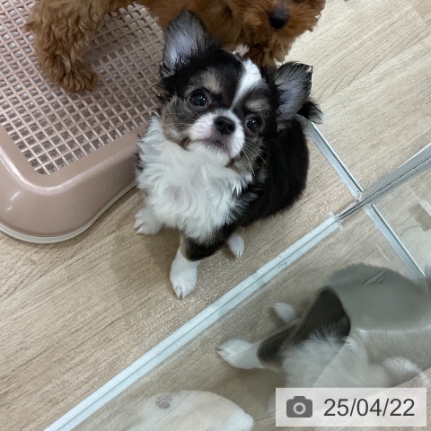 チワワの写真